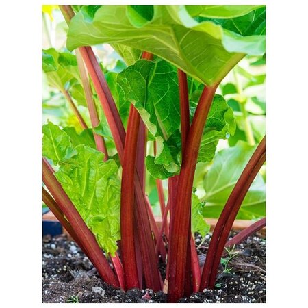 Rhubarb - Holsteiner Blut - 1 Plant - Sweet Rhubarb With Bright Red Stems