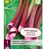Rabarber - Red Champagne - 1 Plant - Populaire Ras - Zoete Rabarber