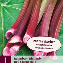 Rhabarber - Roter Champagner - 1 Pflanze