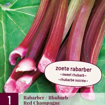 Rabarber - Red Champagne - 1 Plant - Populaire Ras - Zoete Rabarber