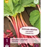 Rabarber - Victoria - 1 Plant - Heerlijke Wrange Smaak - Ras Met Vrij Dikke Stelen