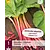Rhubarb - Victoria - 1 Plant