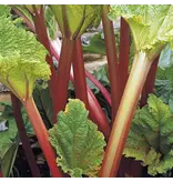 Rhubarb - Victoria - 1 Plant - Delicious Tart Taste - Variety With Rather Thick Stems