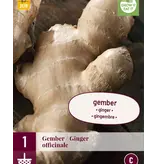 Ginger - 3 Plants - Indoor and Outdoor Growing - For Different Dishes
