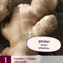 Ginger - 3 Plants