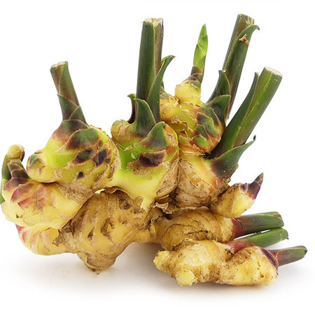 Ginger - 3 Plants - Indoor and Outdoor Growing - For Different Dishes