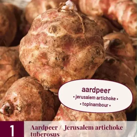 Jerusalem artichoke - 3 Plants - Growing your own Jerusalem artichoke and where to plant it?