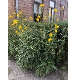 Jerusalem artichoke - 5 Plants - Growing your own Jerusalem artichoke and where to plant it?