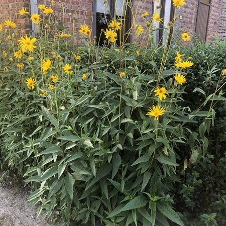 Aardpeer - 5 Planten - Aardpeer Zelf Kweken En Waar Plant Je Deze?