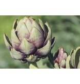 Artichoke - 3 Plants - Light nutty flavour - Italian cuisine