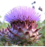 Artichoke - 3 Plants - Light nutty flavour - Italian cuisine