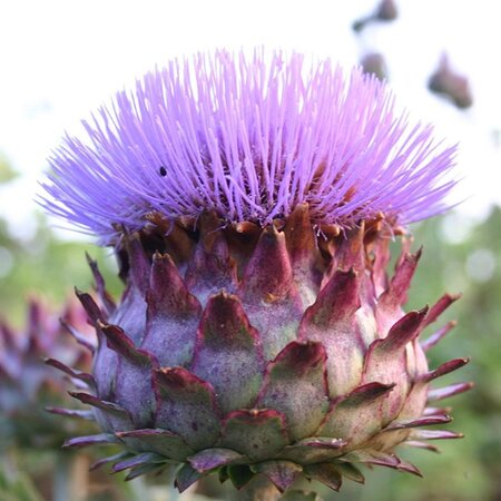 Artisjok - 3 Planten - Lichte Nootachtige Smaak - Italiaanse keuken