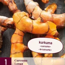Curcuma Longa - 3 Planten
