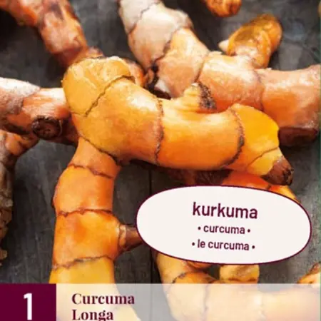 Curcuma Longa - 3 Planten - Potplant - Als Specerijen Worden Gebruikt