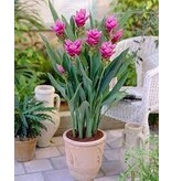 Curcuma Longa - 5 Plants - Potted Plant - Used as Spice