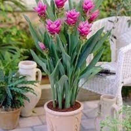 Curcuma Longa - 5 Planten - Potplant - Als Specerijen Worden Gebruikt
