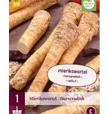 Horseradish - 3 Plants - Earthy Flavour - Delicious In Salads And  Sauces