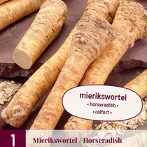 Horseradish - 3 Plants