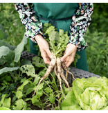Mierikswortel - 3 Planten - Aardse Smaak - Heerlijk In Salades En  Sausjes