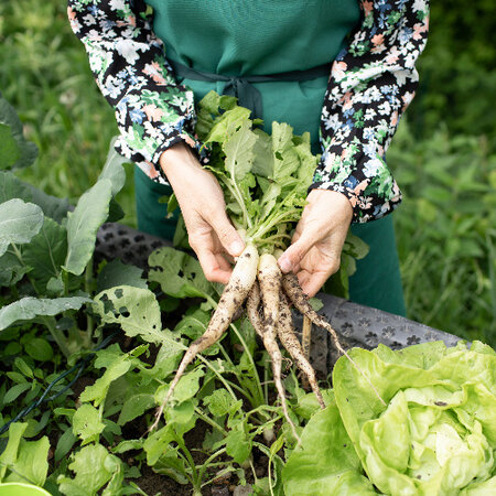 Horseradish - 5 Plants - Earthy Flavour - Delicious In Salads And  Sauces