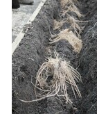 Asparagus - Backlim - 5 Plants - White/Green Asparagus Grow your own?