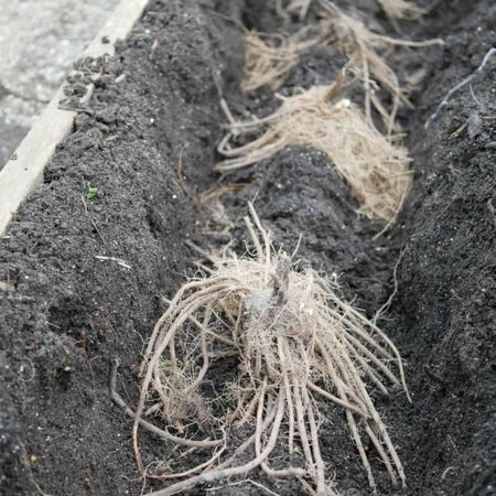 Asparagus - Backlim - 5 Plants - White/Green Asparagus Grow your own?