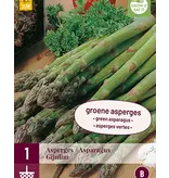 Asparagus - Gijnlim - 3 Plants - For White And Green Asparagus - Buy Vegetable Plants?