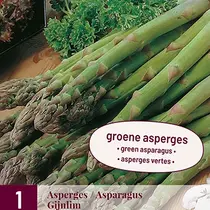 Asperges - Gijnlim - 3 Planten