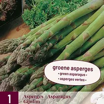 Asparagus - Gijnlim - 3 Plants