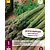 Asparagus - Gijnlim - 3 Plants