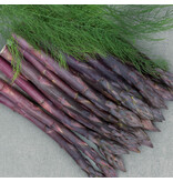 Spargel - Erasmus - 5 Pflanzen - Salatspargel mit süßen Aromen - BBQ oder Wok