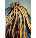 Asparagus - Erasmus - 5 Plants - Salad Asparagus With Sweet Flavours - BBQ Or Wok