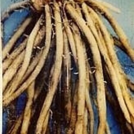 Asparagus - Erasmus - 5 Plants - Salad Asparagus With Sweet Flavours - BBQ Or Wok