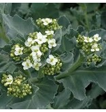 Meereskohl - Crambe Maritima - 3 Pflanzen - Winterhart - Honigduft