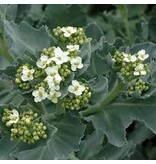 Sea Kale - Crambe Maritima - 3 Plants - Hardy - Honey-scented