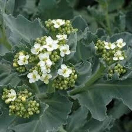 Sea Kale - Crambe Maritima - 3 Plants - Hardy - Honey-scented