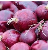 Onions - Red Baron - 1,25 kg. - Red Onions - Buy Plant/Pot Onions? - Kitchen Garden