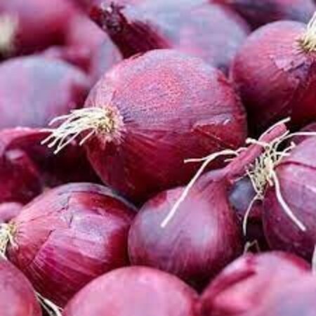 Onions - Red Baron - 1,25 kg. - Red Onions - Buy Plant/Pot Onions? - Kitchen Garden