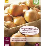 Onions - Stuttgarter Riesen - 250 Gram - Yellow Onions - Buy Plant/Pot Onions? - Kitchen Garden