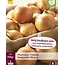 Onions - Stuttgarter Riesen - 250 Gram - Yellow Onions - Buy Plant/Pot Onions? - Kitchen Garden