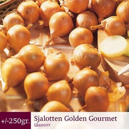 Schalotten - Golden Gourmet - 250 Gramm - Gelbe Pflanzenschalotten kaufen?