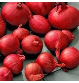 Shallots - Red Sun - 250 Grams - Early Harvest - Buy Red Shallots?