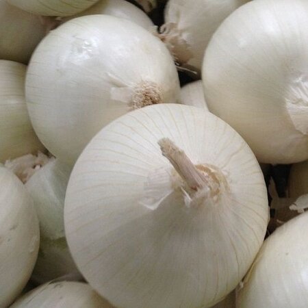 Zwiebeln - Schneeball - 1,25 kg. - Süße Zwiebeln - Weiße Zwiebeln kaufen?