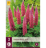 Buy Lupin - Red - 3 Plants - Butterfly Flower - Perennial Plants?