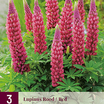 Lupine - Rood - 3 Planten