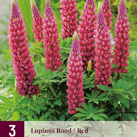 Lupine - Rood - 3 Planten - Vlinderbloem - Vaste Planten kopen?