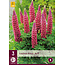 Buy Lupin - Red - 3 Plants - Butterfly Flower - Perennial Plants?