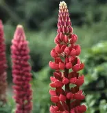 Lupine - Rot - 15 Pflanzen - Schmetterlingsblume - Mehrjährige Pflanzen kaufen?