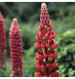 Lupine - Rood - 15 Planten - Vlinderbloem - Vaste Planten kopen?