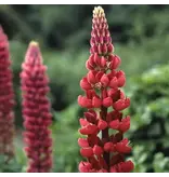 Lupine - Rood - 3 Planten - Vlinderbloem - Vaste Planten kopen?